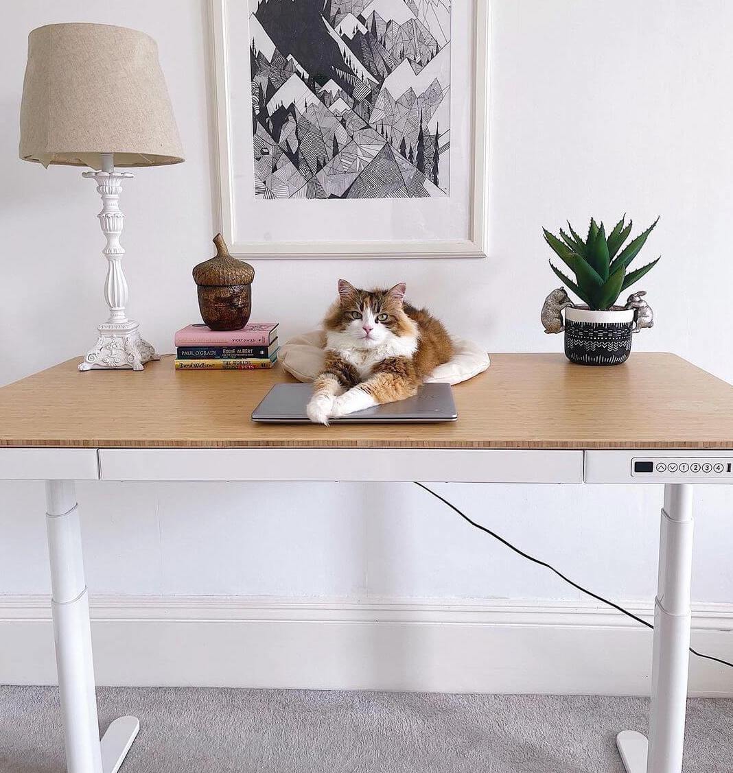 flexispot standing desk